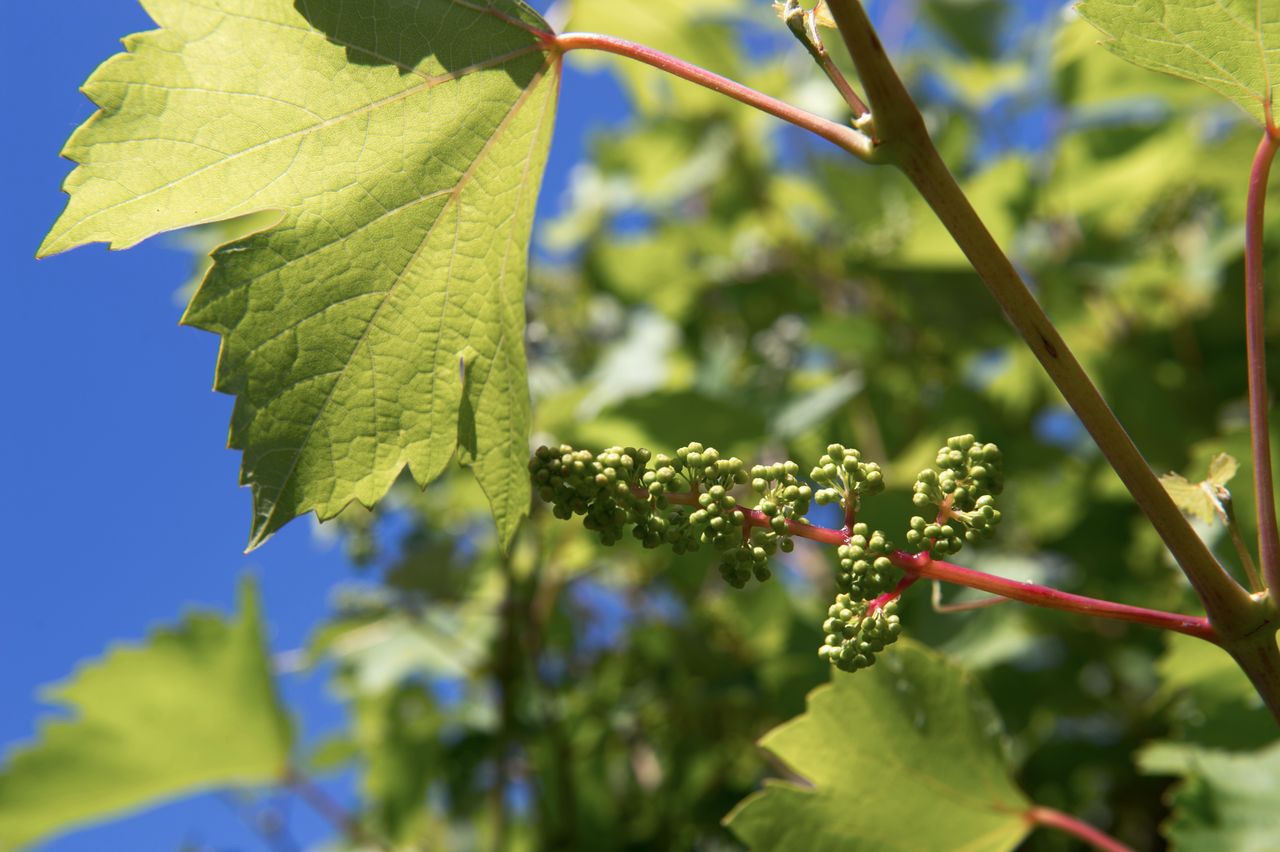 Vignoble Macro 7-Boutons floraux 2466 2